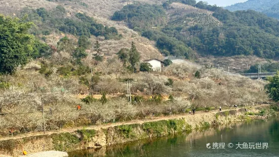 石竹草兔館