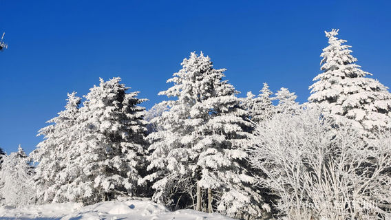 Daqingshan National Forest Park
