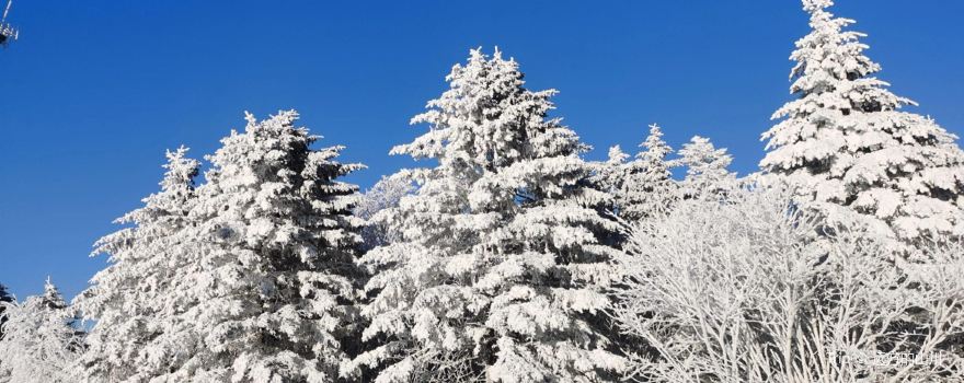 Daqingshan National Forest Park