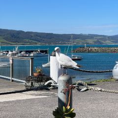Apollo Bay Fishermen's Co-Op User Photo