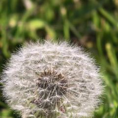 Shagou (miaopude) bishushanzhuang User Photo