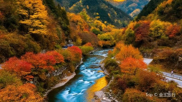 Jinfeng Mountain Cherry Blossom Creek