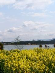 九江北灣半島櫻花園