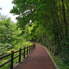 Jiu Yi Jia Tu Cai Guan User Photo