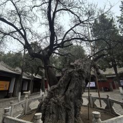 安家直隸罩餅張用戶圖片