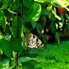 喃公主·東南亞主題餐廳（告莊店）張用戶圖片