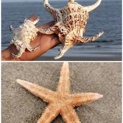 阿卡萨海景度假酒店·月夕餐厅 User Photo