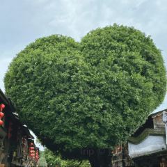 Maojichaoshanhaixianshaguozhou (zong) User Photo
