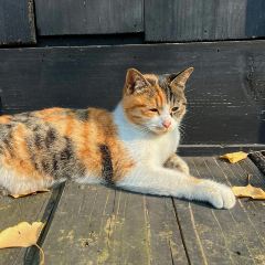 误会·庭院 User Photo