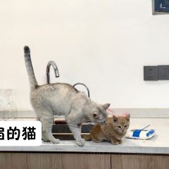 晃晃咖啡 User Photo
