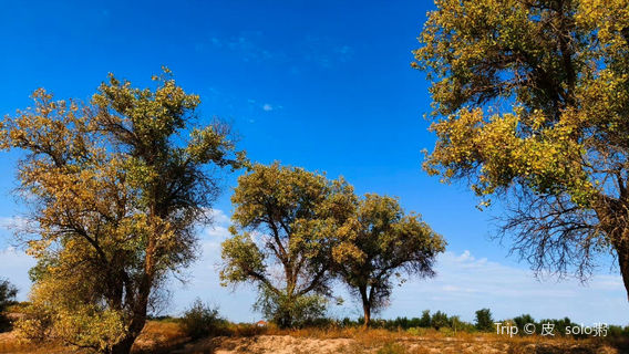 Lao Long River Populus Euphratica Forest Scenic Area