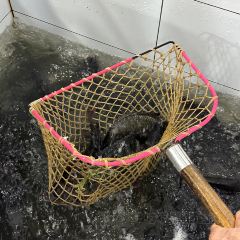 百盛怪味鱼(嘉华鑫城店) User Photo