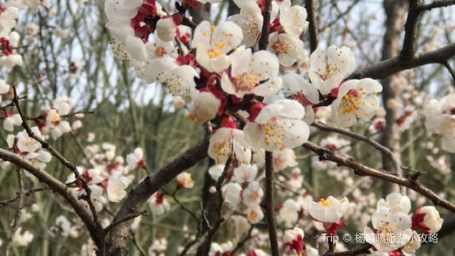 Apricot Blossom Mountain