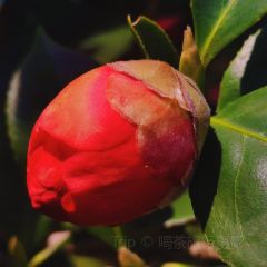 Jiahuabingwu (jinseguangchang) User Photo