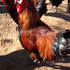 李珍熏鸡(卓资县店) 여행 사진