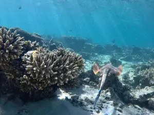 Oyster Stacks Snorkelling Area