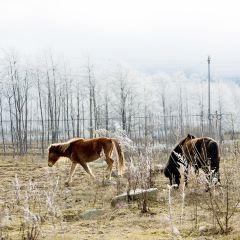 邛海飄香魚館張用戶圖片
