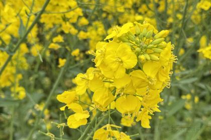 XIAO FANG ZHUO FAN DIAN