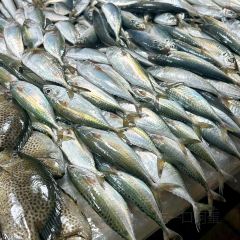 企沙渔港 User Photo