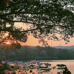 XING JI SUGAR CANE ICE User Photo