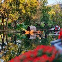 邓氏大薄片 User Photo