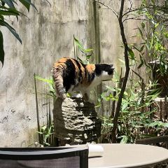 甜豆集 User Photo