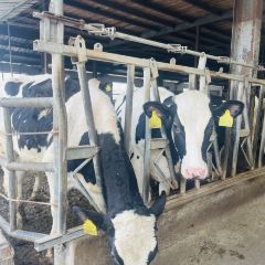 Seeing Tea User Photo