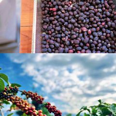 Torch Coffee 炬点咖啡 User Photo