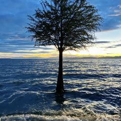 A MUSHROOM User Photo