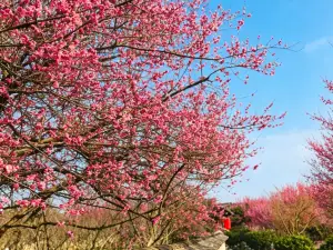Shiyi Thatched Cottage