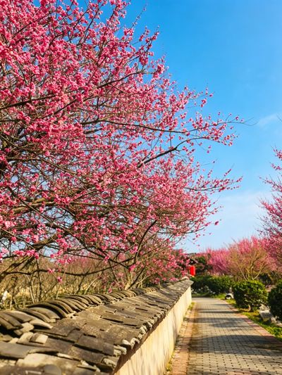 Shiyi Thatched Cottage