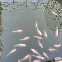 KaoMai-PlaMun User Photo
