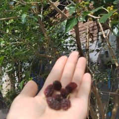 大興街扣碗包子館張用戶圖片