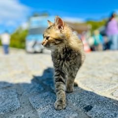 Taverna Poppy User Photo
