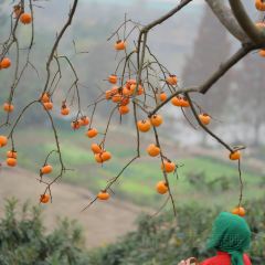 宝马生态农庄·柴火鸡(宝马店) User Photo