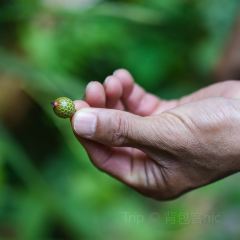 PenLaos User Photo