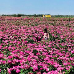 云间花境餐厅 User Photo