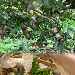 明味生態農莊張用戶圖片