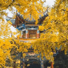 A MUSHROOM User Photo