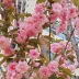不爱吃芒果果家的大猫o