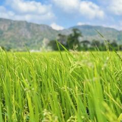Warung Tepi Sawah 2769 User Photo