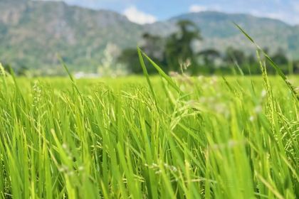 Warung Tepi Sawah 2769