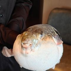 鲐赏河豚(徐汇店) User Photo