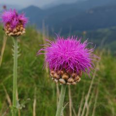 蔚州老沙锅(蔚县总店) User Photo