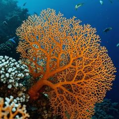 四爹簸箕炊(步行街店) User Photo