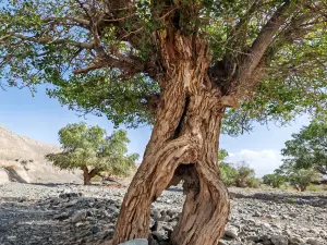 Ancient Populus Euphratica Forest
