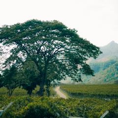 PenLaos User Photo