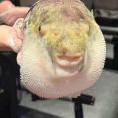 鲐赏河豚(徐汇店) User Photo