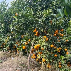 明味生態農莊張用戶圖片