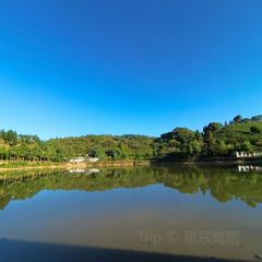 金獎惠明茶（府前西路店）張用戶圖片